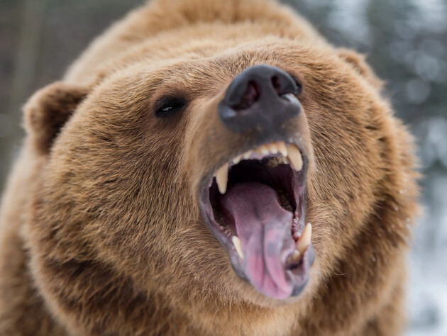 У Румунії в горах на туриста напав ведмідь. Він дістав численні поранення