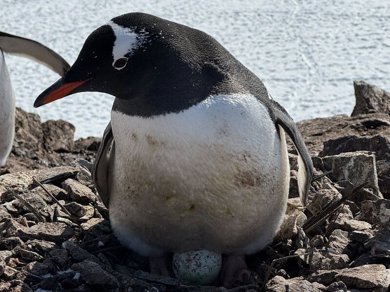 У пингвинов возле "Вернадского" появилось первое яйцо. Ученые заметили интересную особенность