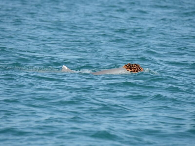В Австралії дельфінів помітили в "перуках" із морських губок. Учені пояснили причину