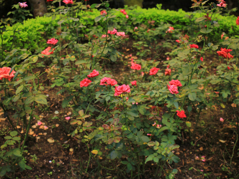 Два найкращі підживлення для троянд. Кущі вибухнуть квітами навесні