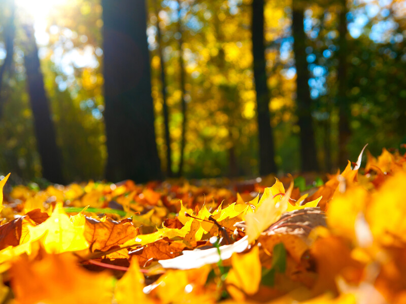 Що краще – загрібати опале листя, залишати на землі чи скосити? Відповідає експерт