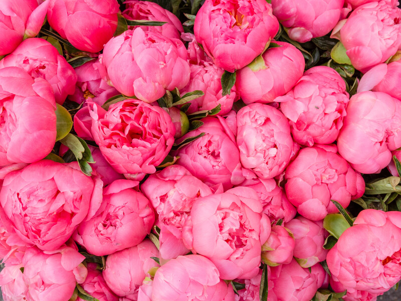 Шість типів рослин, до яких восени краще не підходьте із секатором – навесні залишитеся без квітів