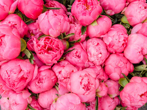 Шість типів рослин, до яких восени краще не підходьте із секатором – навесні залишитеся без квітів