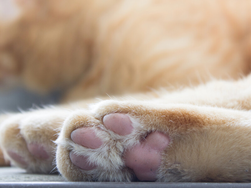 У Житомирській області чоловік кинув у водойму вагітну кішку й прибив її веслом. Поліція взялася за справу