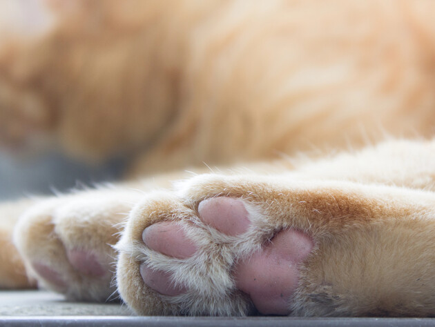 У Житомирській області чоловік кинув у водойму вагітну кішку й прибив її веслом. Поліція взялася за справу