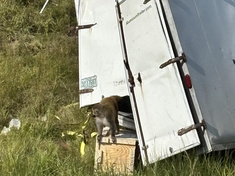 У США після ДТП на волі опинилися агресивні інфіковані мавпи