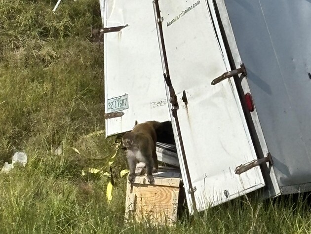 У США після ДТП на волі опинилися агресивні інфіковані мавпи