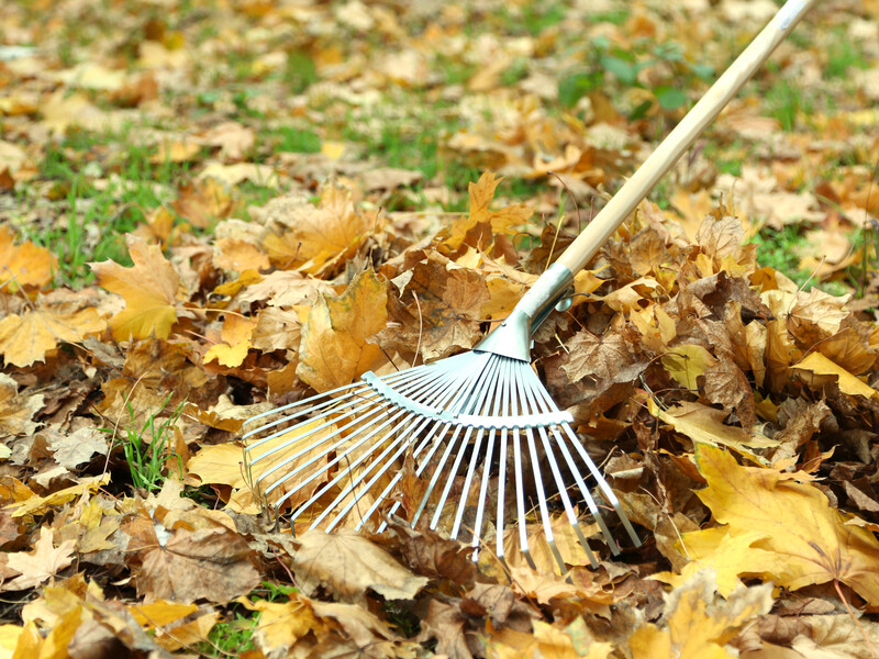 У жодному разі не паліть листя! Експерти пояснили, до чого це може призвести