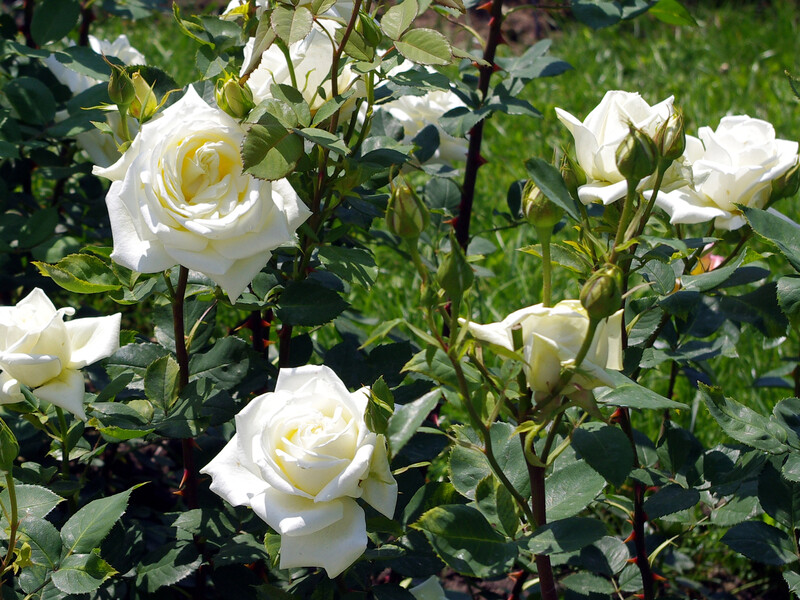 Опрыскайте этим розы осенью. В новом сезоне получите пышные цветы