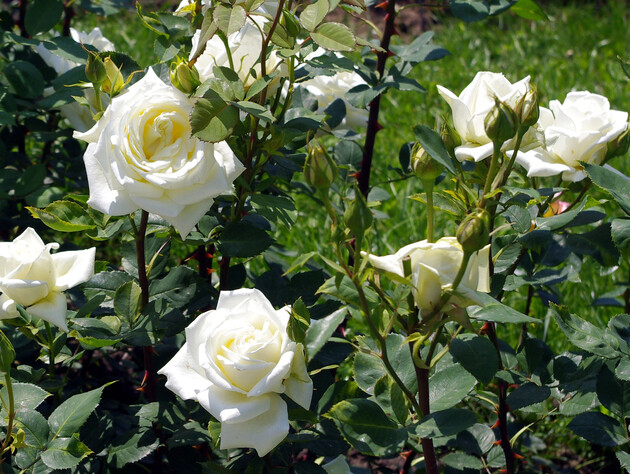 Обприскайте цим троянди восени. У новому сезоні отримаєте пишні квіти