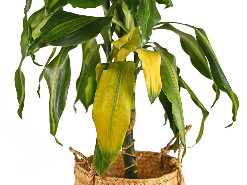 Этот натуральный стимулятор спасет даже безнадежные растения. Растворите несколько таблеток в воде 