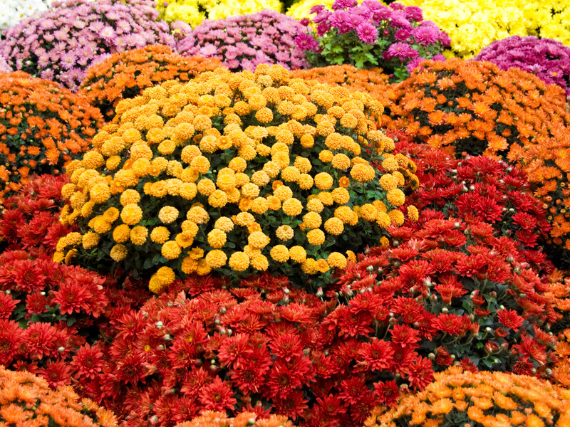 Три кроки в догляді за декоративними хризантемами восени