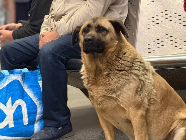 Для собаки Міші, якого не пускали в метро Києва під час тривоги, знайшли сім'ю