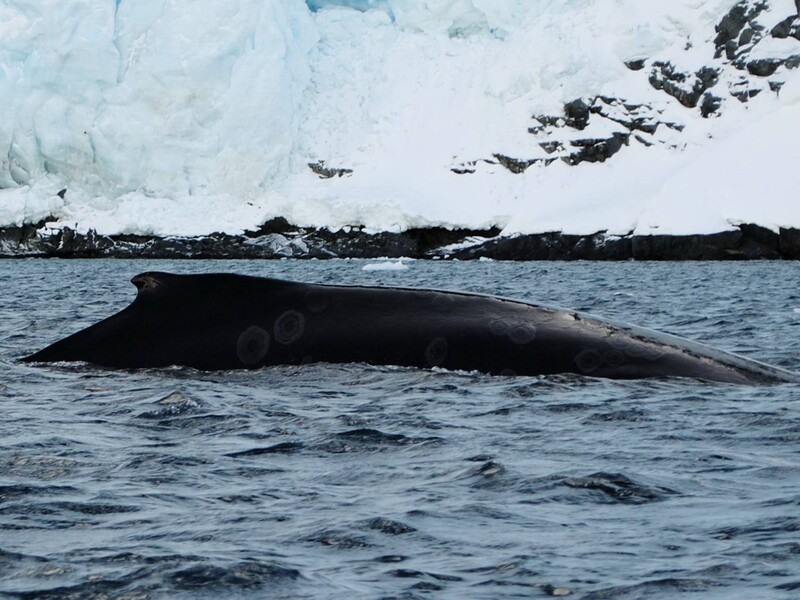 До української станції в Антарктиді раніше, ніж зазвичай, повернулися горбаті кити. Фото
