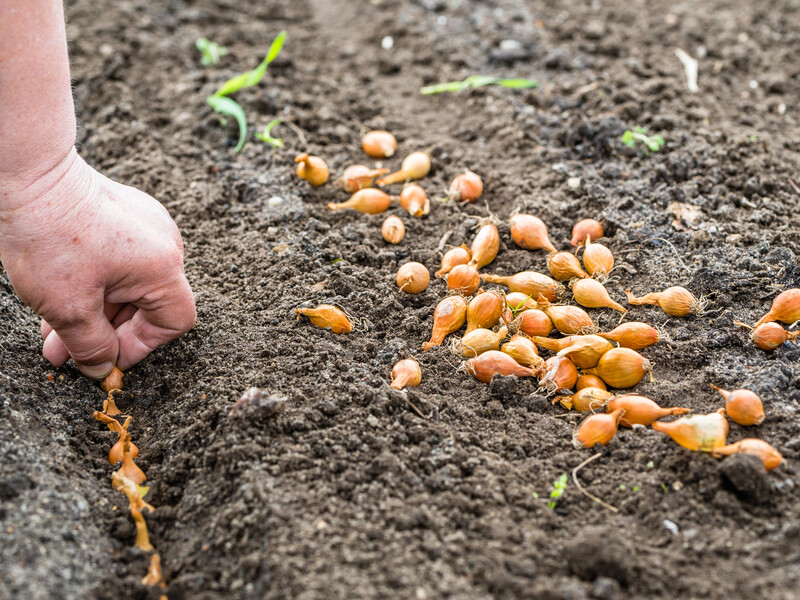 Під час саджання озимої цибулі не забудьте зробити це – тоді вона не пустить стрілок і буде великою