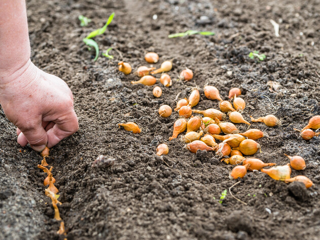 Під час саджання озимої цибулі не забудьте зробити це – тоді вона не пустить стрілок і буде великою