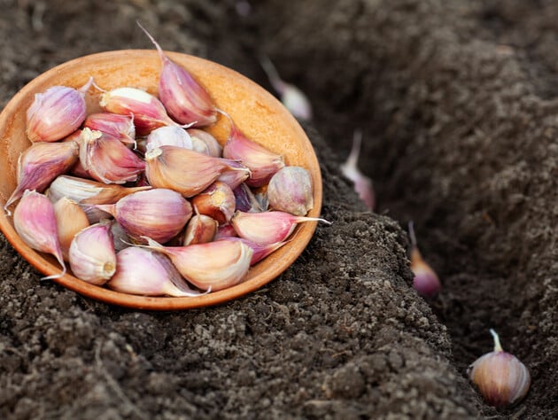Ярий часник проти озимого – якому овочу віддати перевагу, щоб отримати гарний і смачний урожай