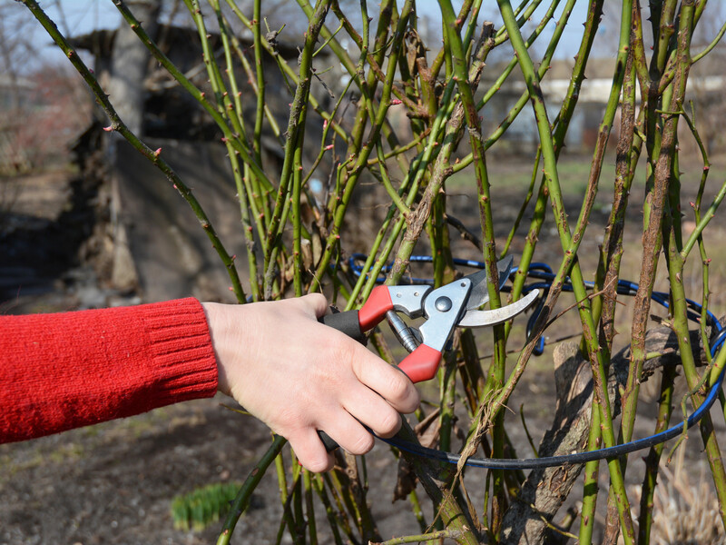 Коли обрізатимете кущі троянд, зробіть це – і влітку вони радуватимуть пишним цвітом. Надійна порада