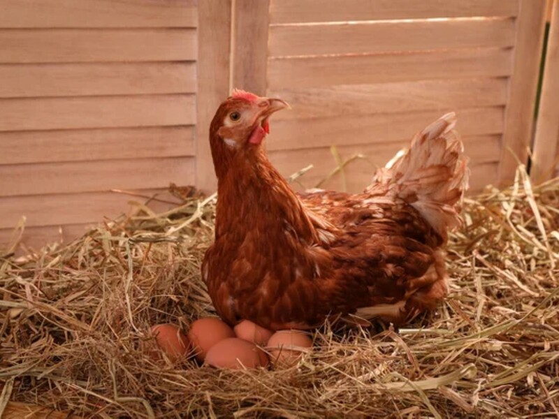 Куры щедро отблагодарят яйцами за то, что оставите это в курятнике. Лайфхак