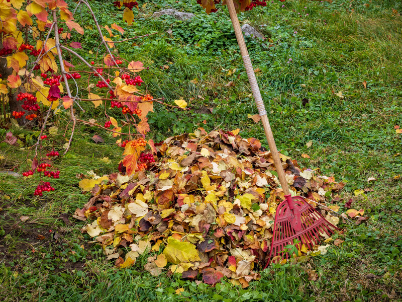 Все опытные садоводы в ноябре делают это в своем саду. Сделайте так же – и летом соберете щедрый урожай 