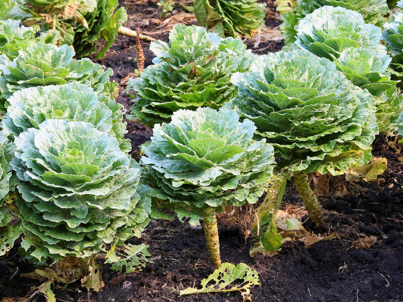П'ять овочів, які треба посадити під зиму