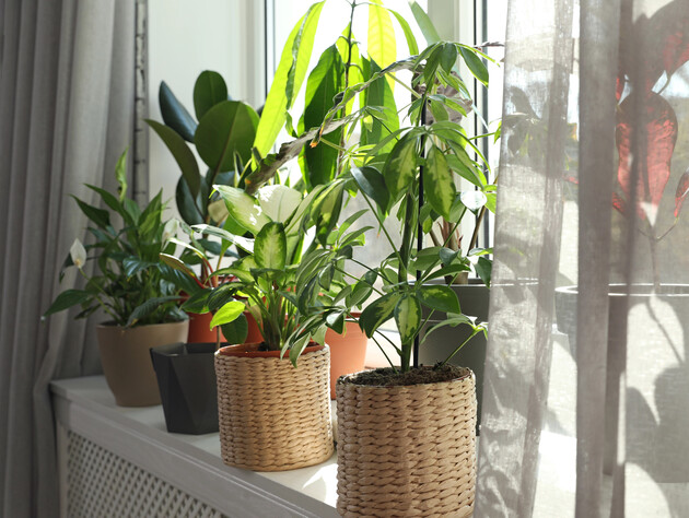 Растворите в воде эти таблетки из аптеки – и цветы вновь оживут. Секретный способ реанимации