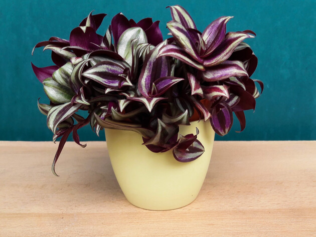 Що любить і не любить традесканція. Як правильно вирощувати цю рослину на своєму підвіконні