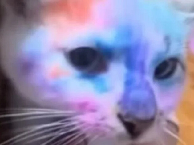 Видео с ребенком, разрисовывающим кота фломастерами, возмутило сеть. Отца привлекли к ответственности