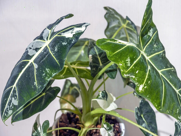 Сделайте это сразу, если листья алоказии начали вянуть. Секреты реанимации