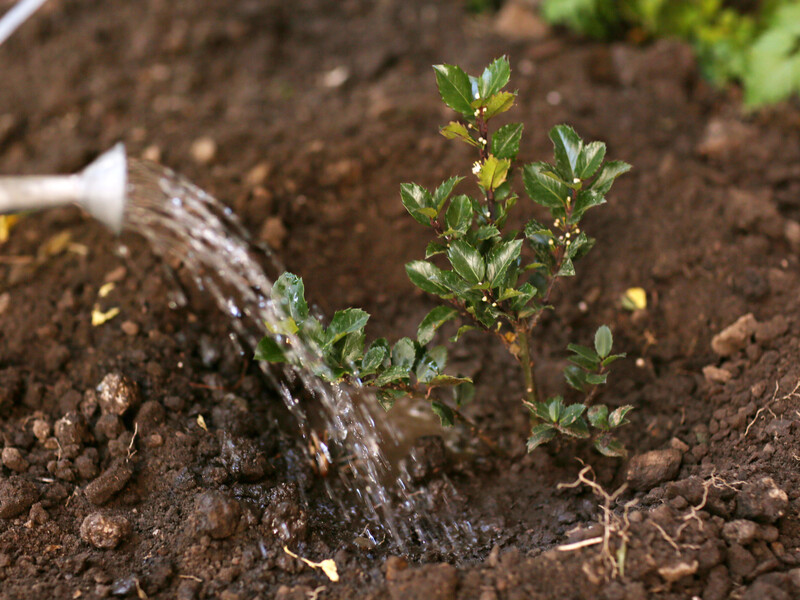 Осінній полив – дуже корисний. Але не зробіть цієї помилки з його термінами