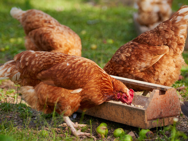 Угостите этим куриц в ноябре – и они завалят яйцами. Рабочий лайфхак