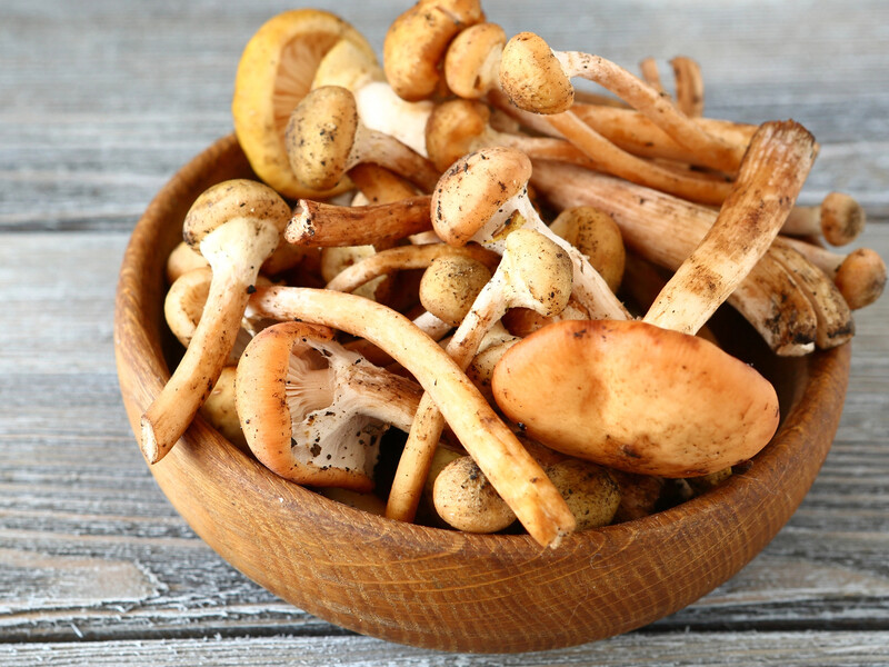 Скільки хвилин треба варити опеньки й у якій воді. Секрети приготування грибів