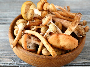 Скільки хвилин треба варити опеньки й у якій воді. Секрети приготування грибів