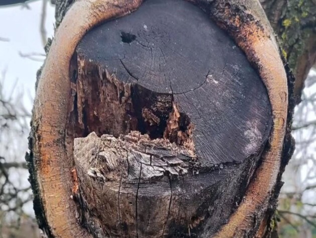 Досвідчені садівники більше не використовують садовий вар і не радять іншим. У чому причина