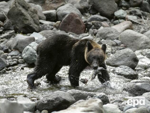 У Японії на людей масово нападають ведмеді, є загиблі. Для боротьби з ними залучили армію