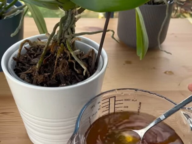 Поливайте этим орхидеи два раза в месяц – и они будут активно формировать новые цветоносы. Рецепт подкормки