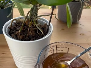 Поливайте цим орхідеї двічі на місяць – і вони активно формуватимуть нові квітконоси. Рецепт підживлення