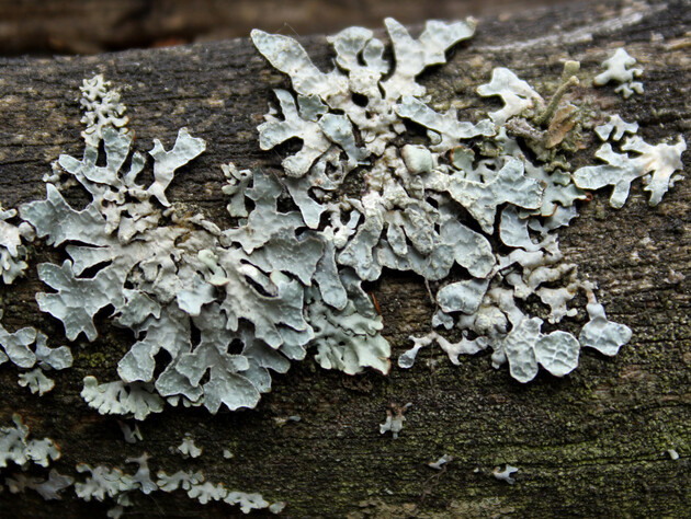 Четыре этапа, которые следует пройти, чтобы уничтожить мох и лишайники на деревьях