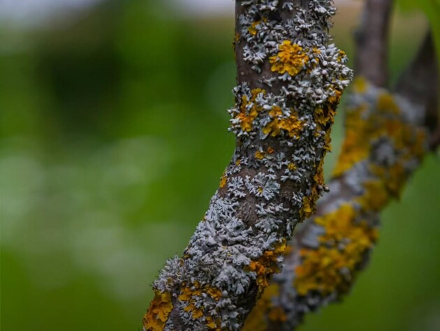Лишайники всегда появляются только на этих деревьях. Садовод рассказала, как спасти сад от гибели
