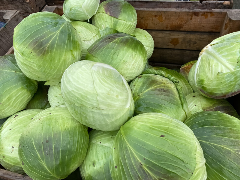 Опытные огородники собирают капусту только в эти дни. Сделайте так же – и урожай сохранится до весны 