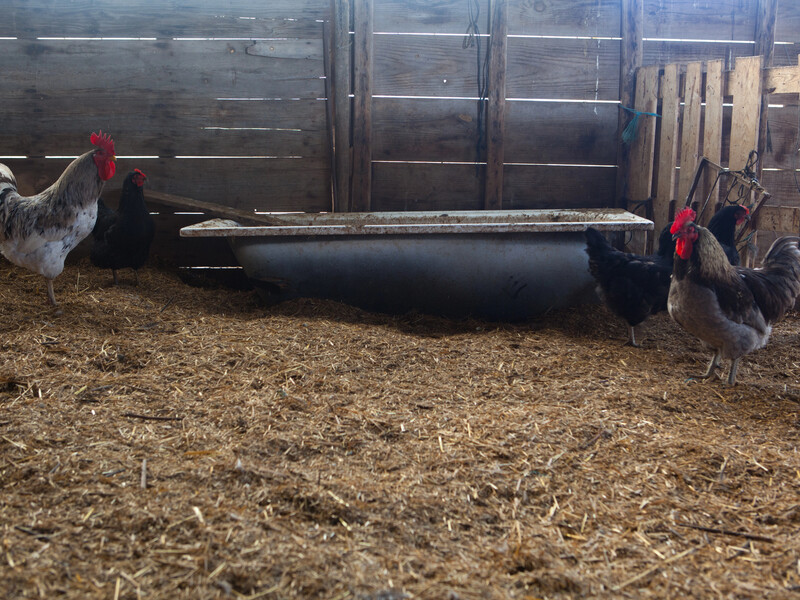 Покройте этим пол в курятнике – и куры начнут нестись лучше