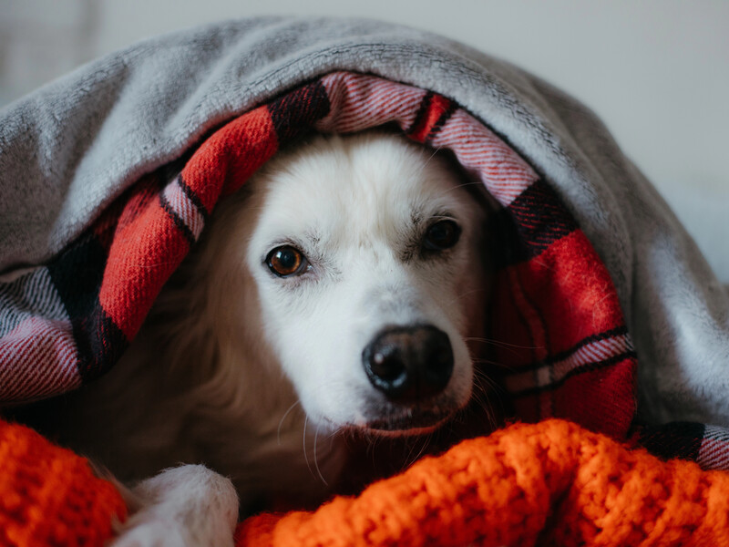 Вот зачем нужно вывешивать одеяла на улицу после замены постельного белья. Секрет, который улучшит сон