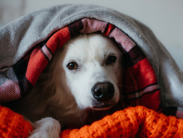 Ось навіщо потрібно вивішувати ковдри надвір після заміни постільної білизни. Секрет, який покращить сон