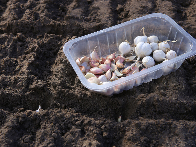 Підживіть цим озимий часник у листопаді – і влітку зберете щедрий урожай. Поради досвідчених городників