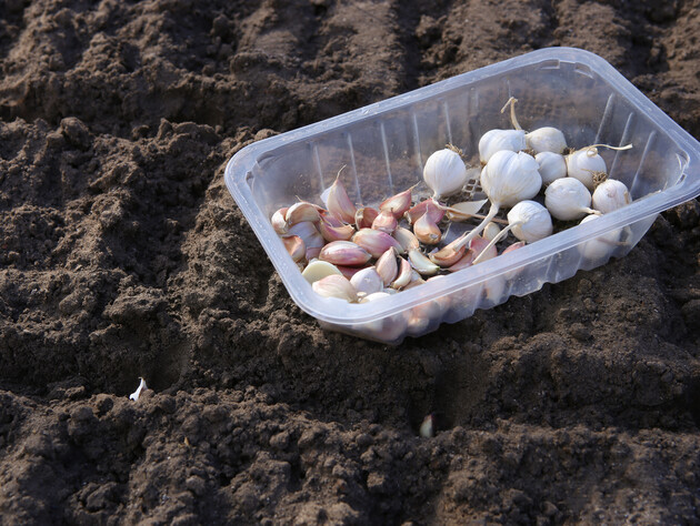 Підживіть цим озимий часник у листопаді – і влітку зберете щедрий урожай. Поради досвідчених городників