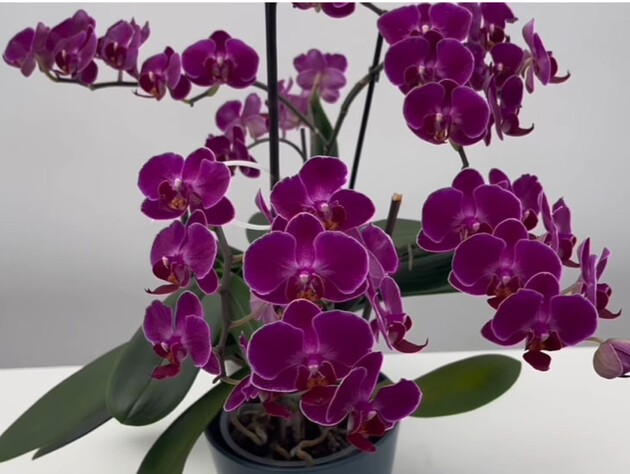 Розчиніть ложку цієї спеції у воді – і орхідея почне активно формувати нові квітконоси. Лайфхак