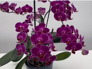 Растворите ложку этой специи в воде – и орхидея начнет активно формировать новые цветоносы. Лайфхак