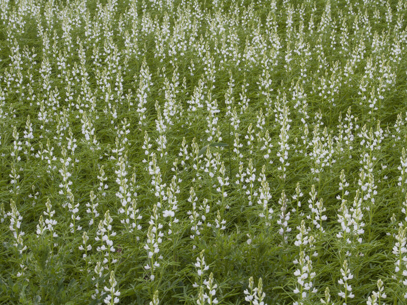 Ця рослина допоможе відновити родючість землі без додаткових витрат на добрива