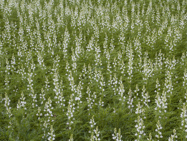 Это растение поможет восстановить плодородие земли без дополнительных затрат на удобрения