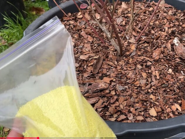 Насипте це під лохину в листопаді – і влітку зберете щедрий урожай. Так роблять досвідчені садівники